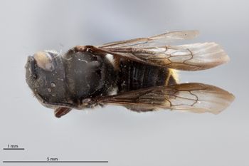 Media type: image;   Entomology 785834 Aspect: habitus dorsal view